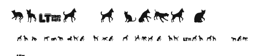 Cats vs Dogs LT Preview