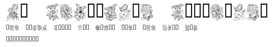 KR Beautiful Butterfly Preview